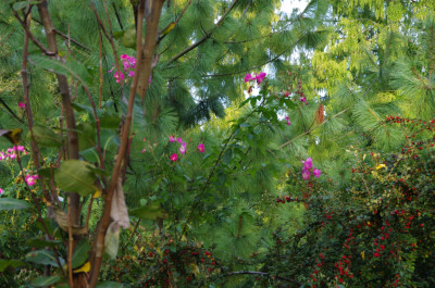 Rosa unbekannt Himalaya.JPG