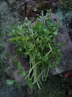 Petersilie 20260101.jpeg