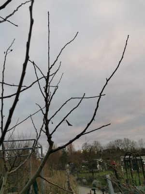 Apfeltriebsucht Ast.jpeg