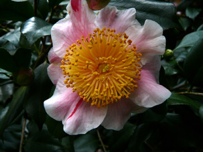 P1000572-1.jpg
