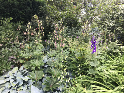 Lilium martagon (4).JPG