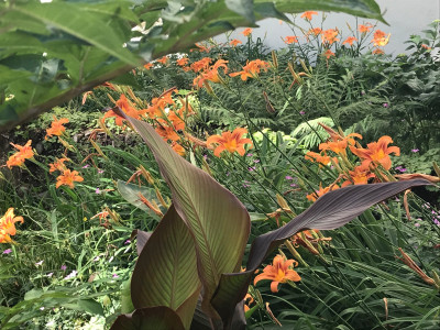 Hemeroc. fulva Gün (2).JPG