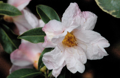 C.glabsipetala.jpg