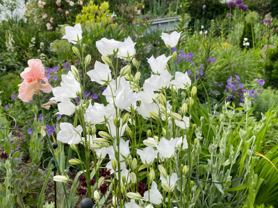Campanula persicifolia 2024.jpeg