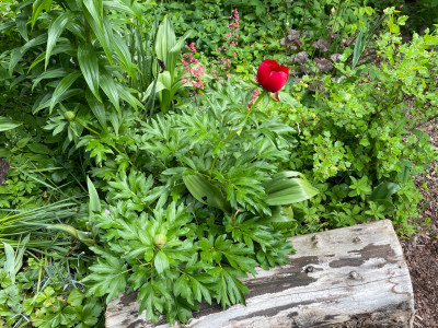 Paeonia peregrina 2024.jpeg