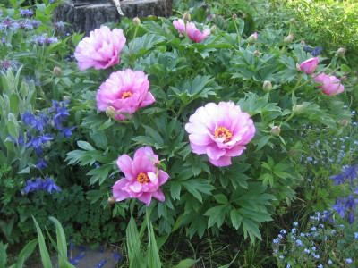Paeonia 'First Arrival'(ITOH).jpeg