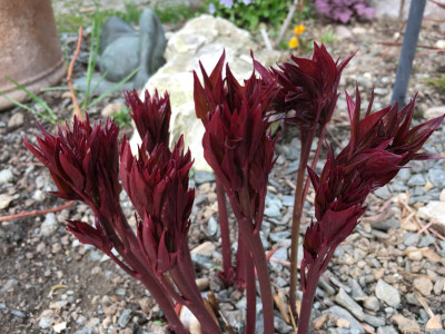 P. lactiflora Daisy Coronet 2019.jpeg