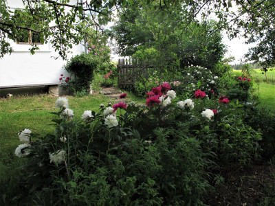 paeonientotal (2).JPG