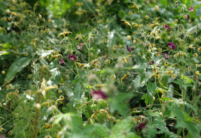 G.phaeum, Epimedium wushanense Caramel