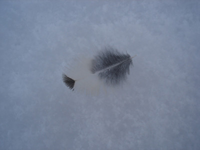 schneefeder.jpg