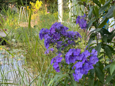 P. Blue Paradise 2024.jpeg