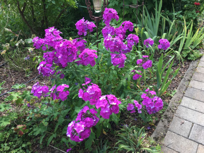 P. Blue Paradise 2021.jpeg