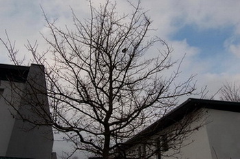 Apfeldorn_0337.jpg