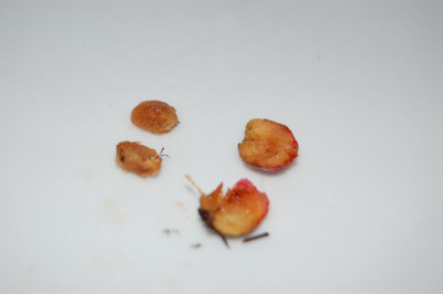 Frucht_0340.jpg