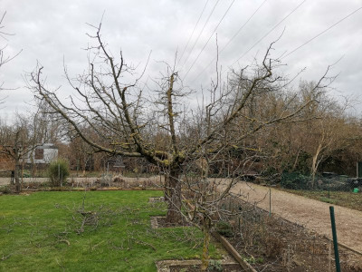 Jonagold 20240211.jpeg