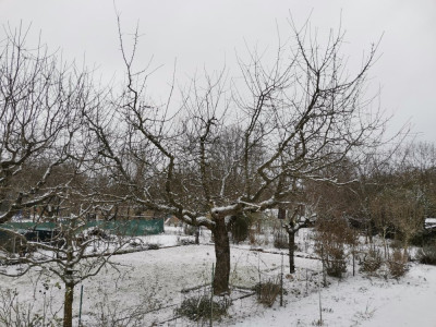 Jonagold 20260103.jpeg