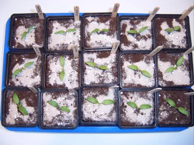 pikiert 02.01 (4).webp