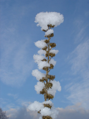 schneestockrose.jpg