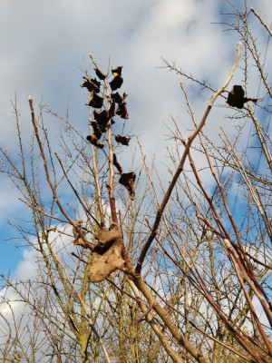 Apfel Blatt Winter.jpeg