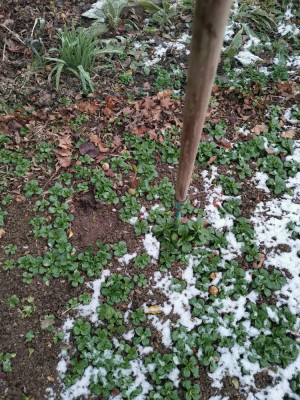 Feldsalat Hacke.jpeg