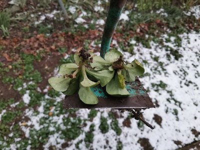 Feldsalat Hacke Ergebnis.jpeg