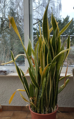 260106_Sanseverie.jpg