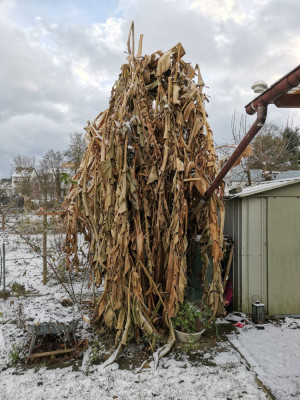 Barnarne 20260103.jpeg