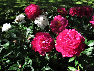 paeonien.JPG