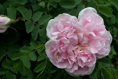 Unbekannte_Rose_11.jpg