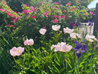 P. lactiflora Murillo 2023.jpeg