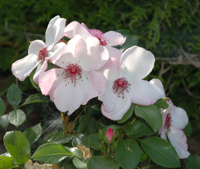 Sweet_Pretty_0010__S2_35294.jpg