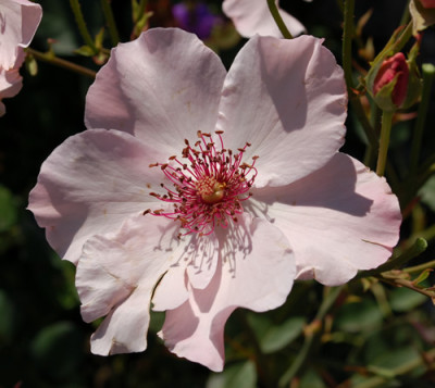 Dainty_Bess_0010__RH_32885.jpg