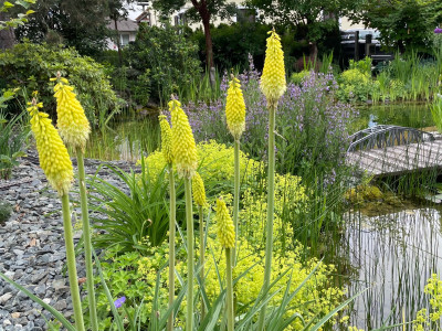 Knipfhofia hybr. Vanillia.jpeg