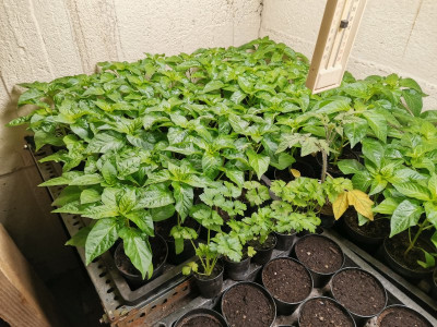 Paprika 20240427.jpeg