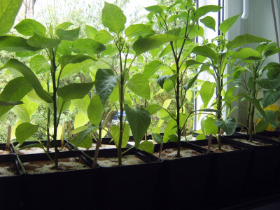 1605 Paprika (2).JPG