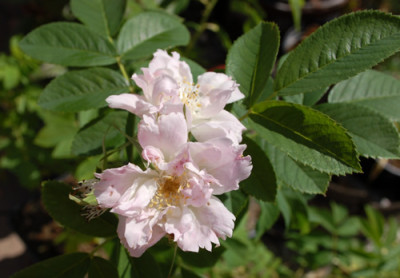 Fimbriata_0010__29852.jpg