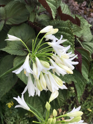 Agapanthus weiß, Perilla.JPG