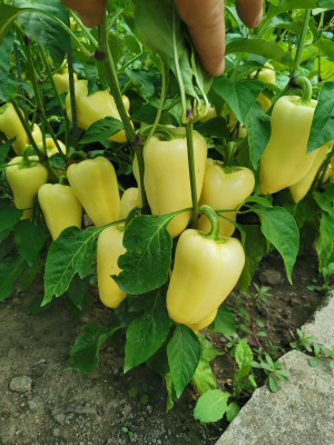 Ferenc Tender 20230720.jpeg