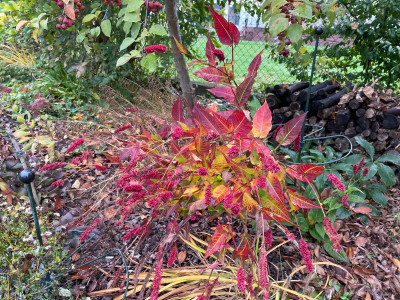 Bistorta amplexicaulis ‚Blackfield‘ 2022.jpeg