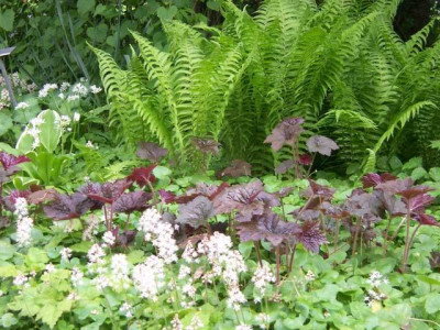 FarnTiarellaHeuchera_web.jpg