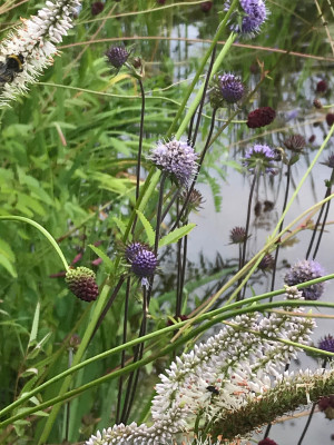 Succisa pra. Veronicastr..JPG