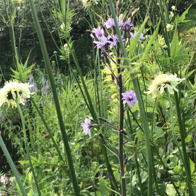 Cephalaria gig (3).JPG