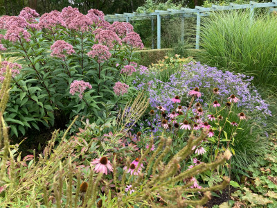 eupatorium Twilight Echinacea.JPG