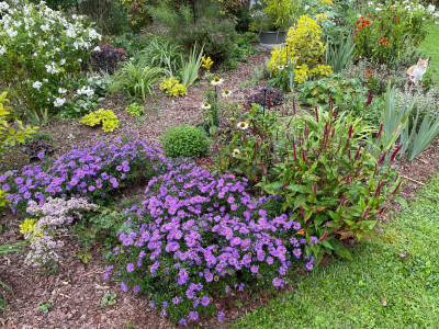 A. dumosus Agenweide 2023.jpeg