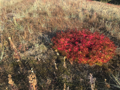 Sedum floriferum Herbst Zib (2).JPG