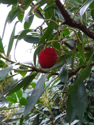 arbutus_bonn.jpg