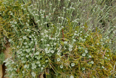 Echte Becherflechte.JPG