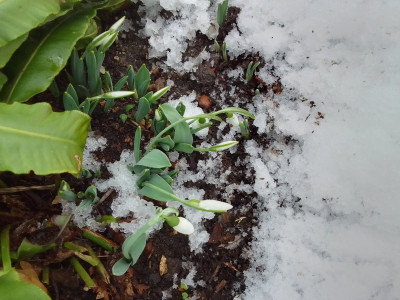 Galanthus elwesii