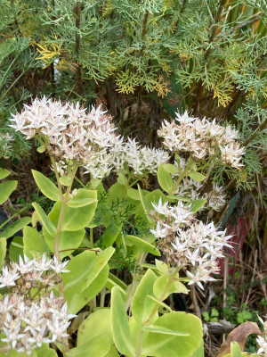 Sedum spectabile 'Stardust'.JPG