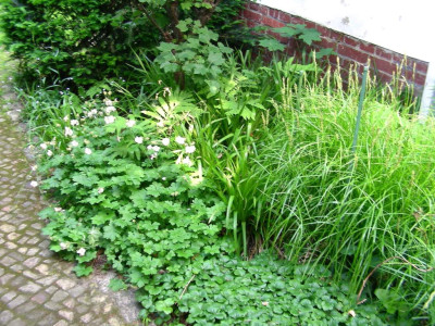 Carex muskigumensis 2.JPG